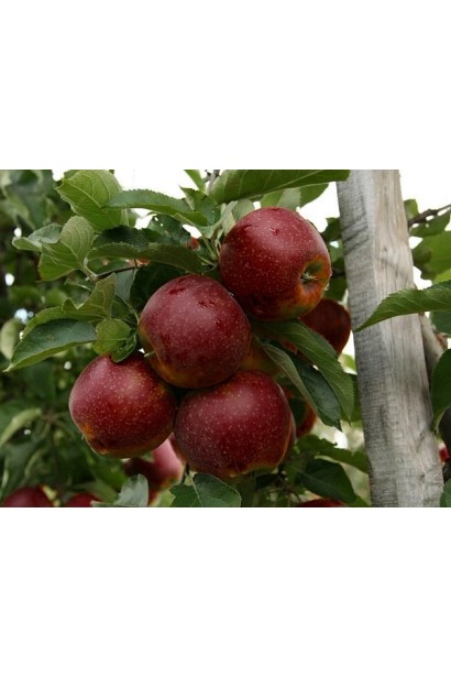 Яблуня Чорний Принц із великими темно-червоними плодами на дереві